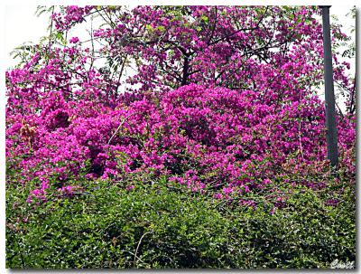 May 7th - Blooming.