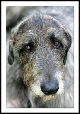 Wolf Hound