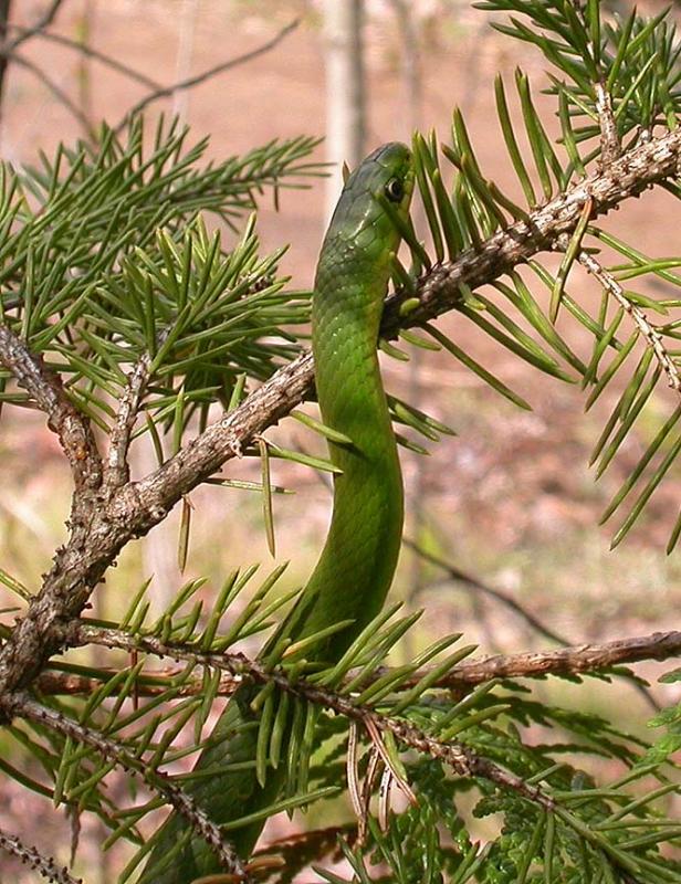 Smooth Green snake  - 2