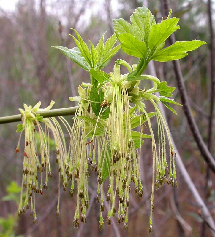 Pollen flowers of Manitoba Maple