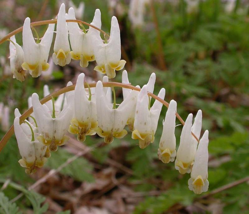 Dutchmans Breeches - 2