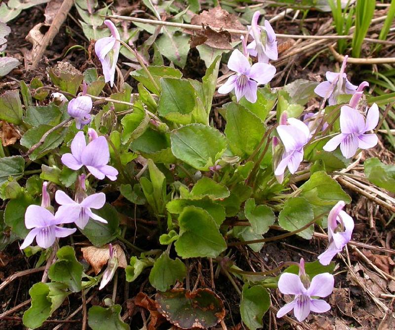 Dog Violets - 1