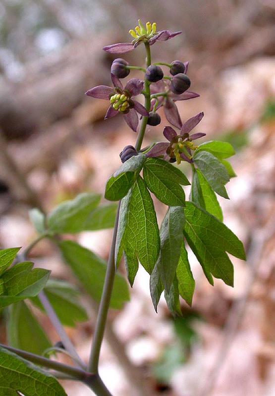 Blue Cohosh