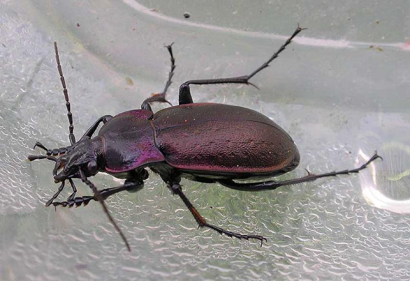 European Ground beetle - <i>Carabus nemoralis</i>  -- male