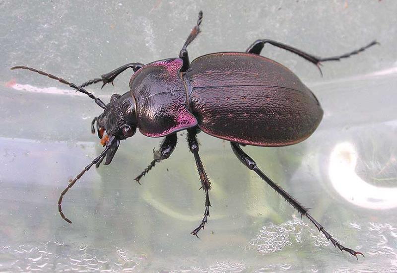 European Ground beetle - <i>Carabus nemoralis</i>  -- female