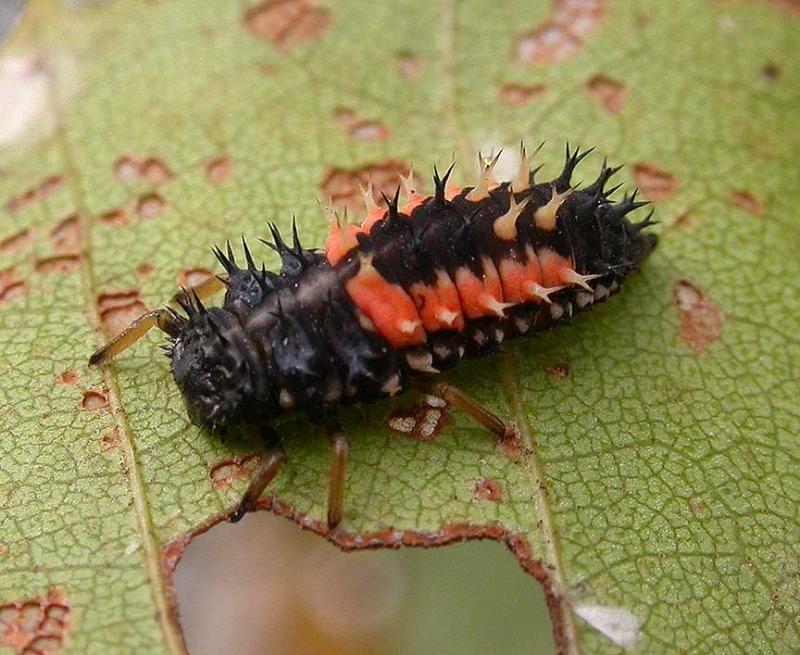 larva of Lady Beetle -- <i>Harmonia axyridis</i>