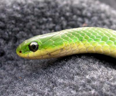 Smooth Green snake  - 3
