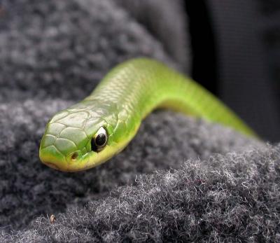 Smooth Green snake  - 4