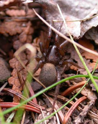 Burrowing Wolf Spider -- (Geolycosa sp.)