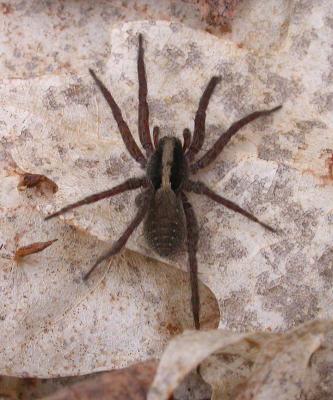 Northern Wolf Spider