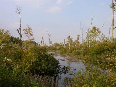late afternoon at big marsh -- sept-12-2004