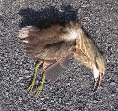 Ribbon of Death -- the impact of roads on wildlife