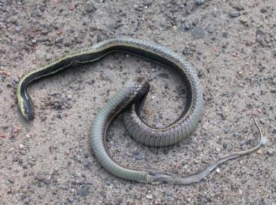 dead Garter snake