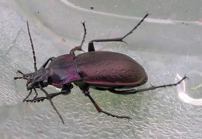 European Ground beetle - Carabus nemoralis  -- male
