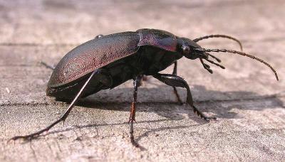 European Ground beetle - Carabus nemoralis  -- male
