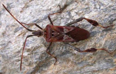 Leptoglossus occidentalis -- conifer seed bug  (large view file)