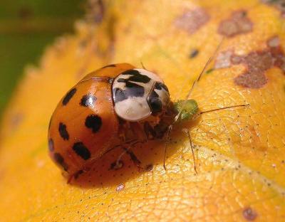 Lady beetle eating an aphid on a birch leaf