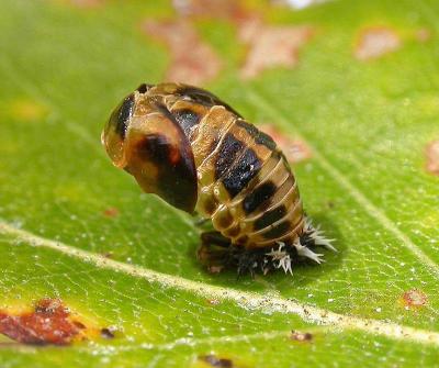 pupa of Lady Beetle -- Harmonia axyridis