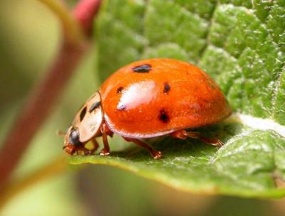 Lady Beetle -- Harmonia axyridis
