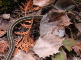 Thamnophis sirtalis sirtalis