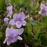 Dog Violets - 2