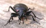 European Ground beetle - Carabus nemoralis  -- female