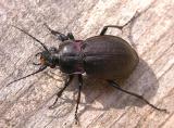 European Ground beetle -  Carabus nemoralis  -- female