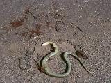 a death-bearing female Garter snake