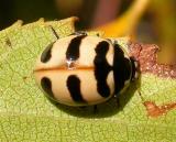 Three-banded Lady Beetle -- Coccinella trifasciata