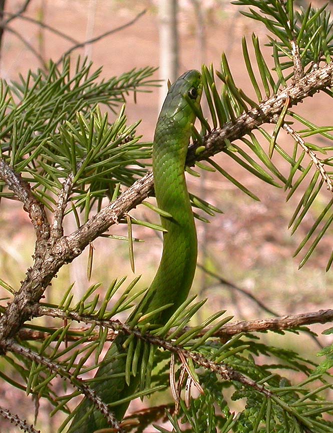 Smooth Green snake  - 2