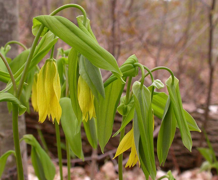 Bellwort