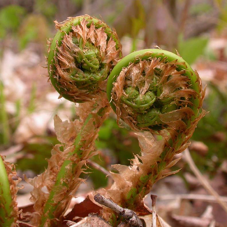Ferns -- fiddlehead shoots