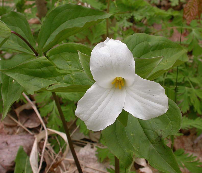 Trillium