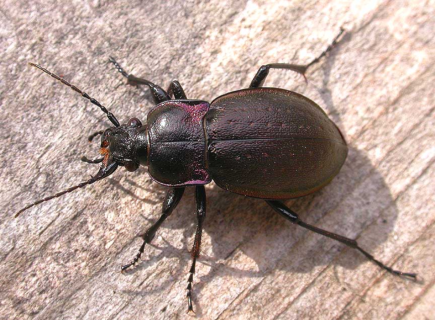 European Ground beetle -  <i>Carabus nemoralis</i>  -- female