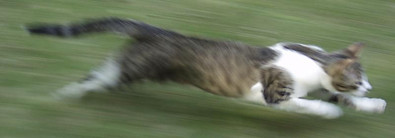 Attack!