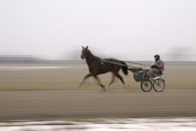 early morning trot