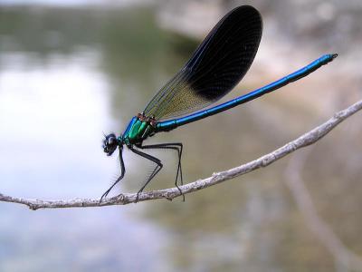 Dragonfly *