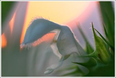 White deadnettle *