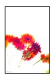 <B>Gerber Daisies</B>*<br>by Mooseknuckle