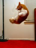 <B>Kung Fu Cat</B><BR><I>Jim Chaney</I>