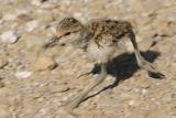 Newborn Running*