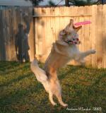 <b>Catch!*</b><br>camptown