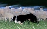 Ghost herding*