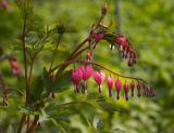 <b>in the garden*</b>