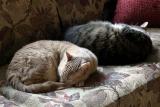Snooze Buddies