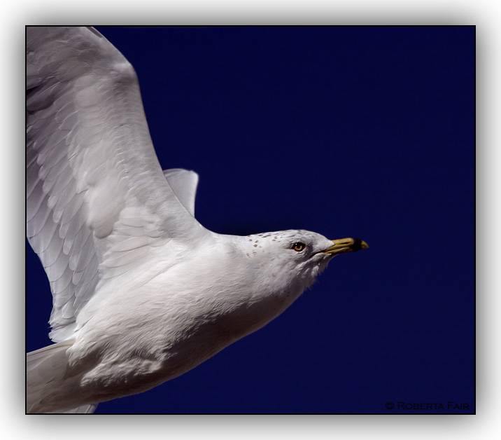 Flight