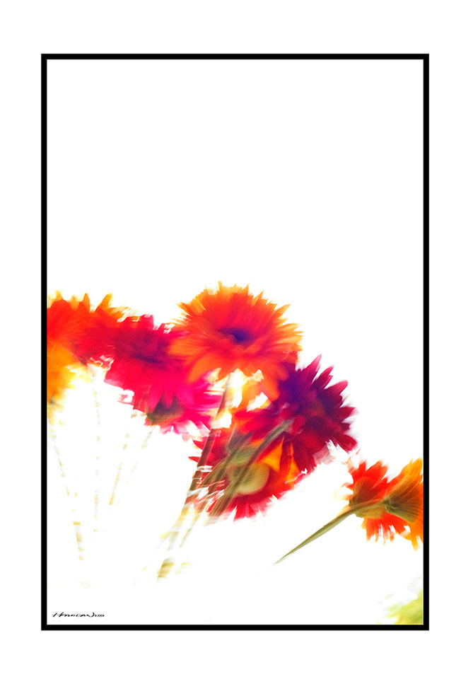 <B>Gerber Daisies</B>*<br>by Mooseknuckle