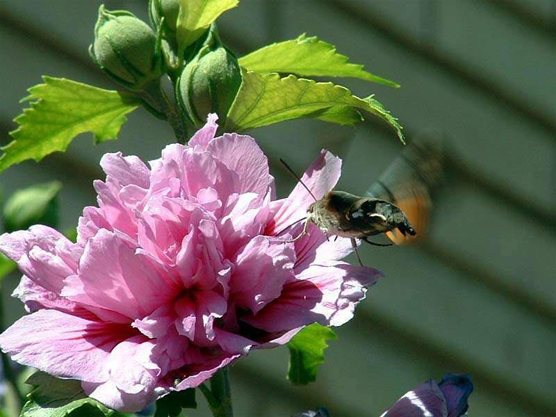 Hummingbird moth *