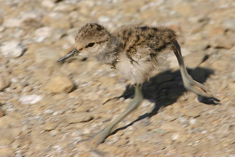 Newborn Running*