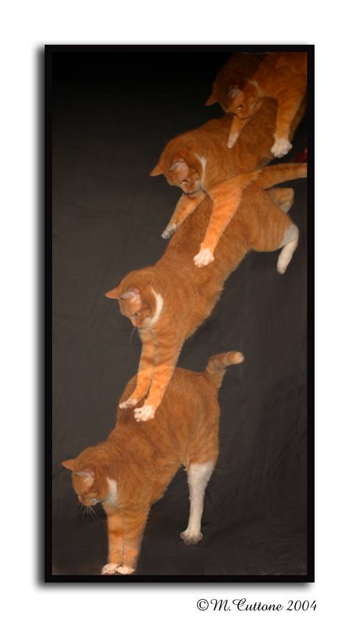 <b>High Jumper</b><br>By Mike C